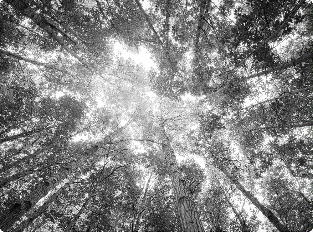 Sky view inside trees